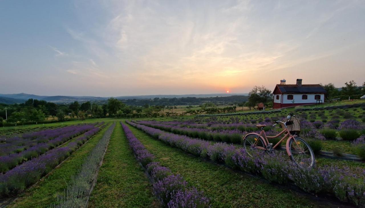Lavanda Carasova Crasova Extérieur photo